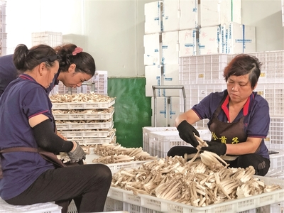 寧德古田菌菇飄香采摘忙，食用農產品點亮山鄉致富路
