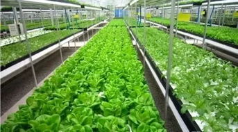 星宏關注 山東省將打造 名牌 農(nóng)產(chǎn)品