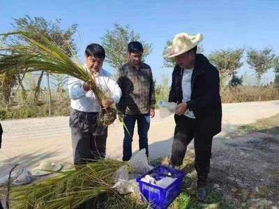 安徽:科技小院顯身手 鄉(xiāng)村振興添動(dòng)力