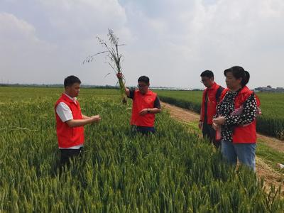 我院邀請河南省植物病理學(xué)會專家到鎮(zhèn)平參加科技特派員活動