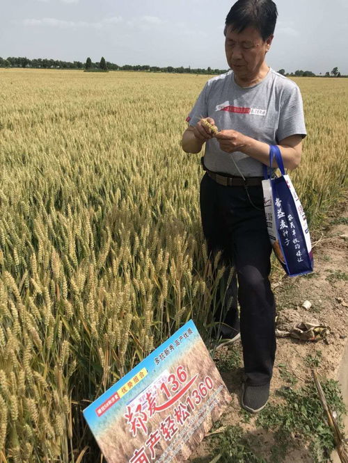 楊凌國瑞農業科技公司繁育的小麥良種喜獲豐收
