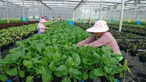 開創(chuàng)農(nóng)業(yè)新形勢(shì)的新農(nóng)人