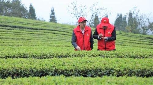 中國農學會科技志愿服務修文野猴肴生態農業科普興農分隊活動在修文縣舉行