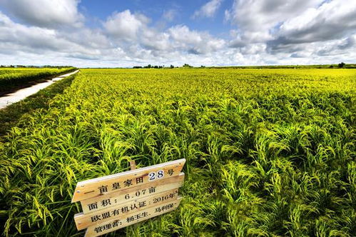 第二屆中國 黑龍江國際大米節(jié)黑龍江優(yōu)質(zhì)大米品牌網(wǎng)絡(luò)評選活動開啟 快為金禾投票吧