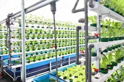 財政助力農村綜合改革推動&ldquo;菜鄉(xiāng)&rdquo;變新樣