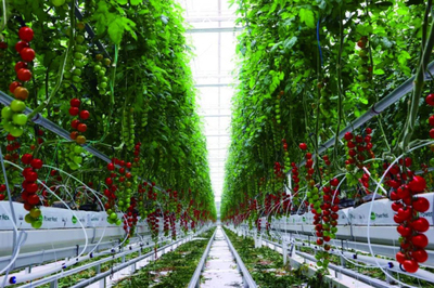 全鏈賦能 科技驅(qū)動 首農(nóng)食品集團全力拎穩(wěn)首都'菜籃子'農(nóng)業(yè)科技服務(wù)